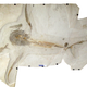 The shark fossil came with three bonus fossil fish and an ammonite (top right).